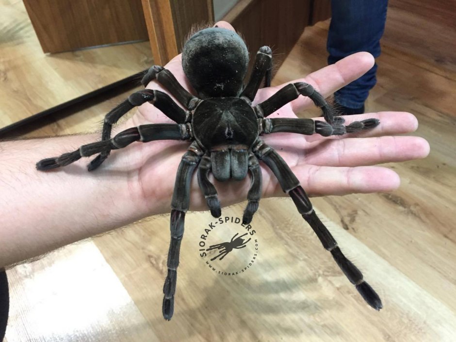 Южнорусский Тарантул крестовик