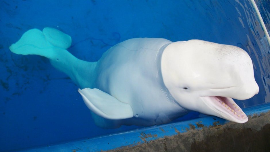 Baby Beluga