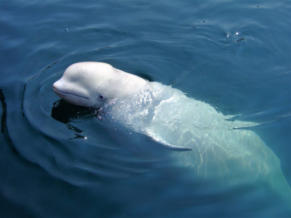 Blue Heart White Beluga