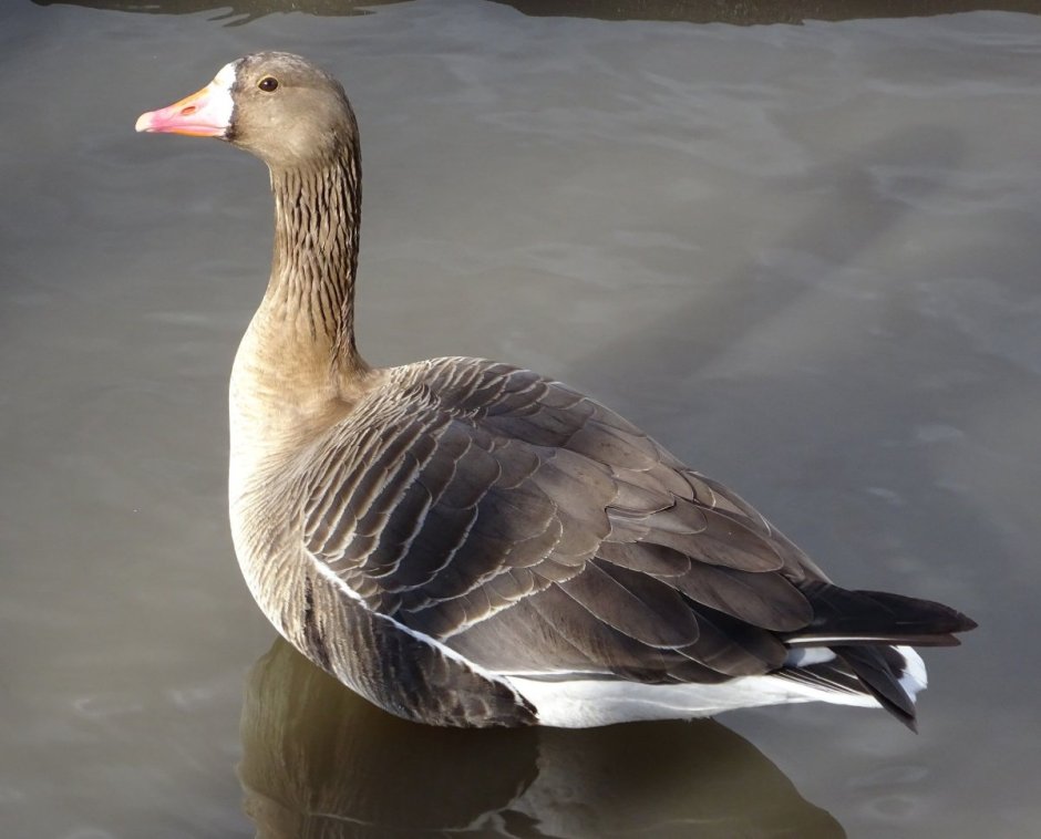 Untitled Goose game Гусь с ножом