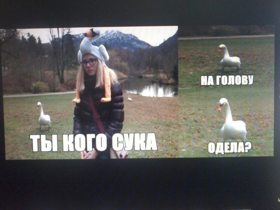 Гусь Лапчатый