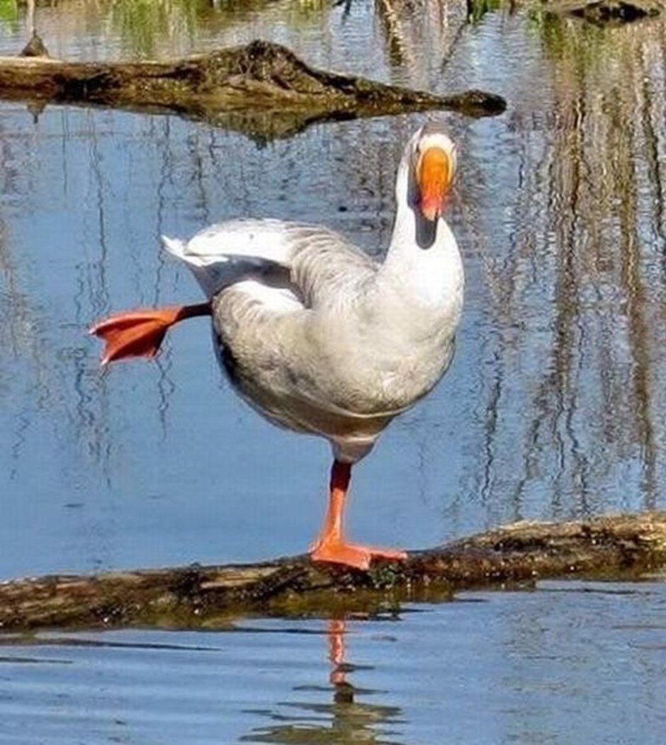 Гусыня Фифи