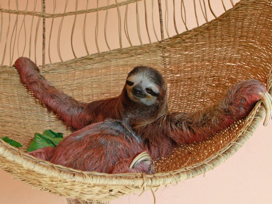 Sloths in a wheelbarrow