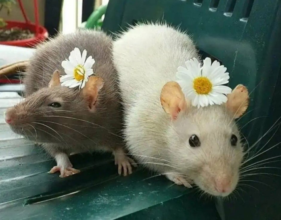 Смешные мышки