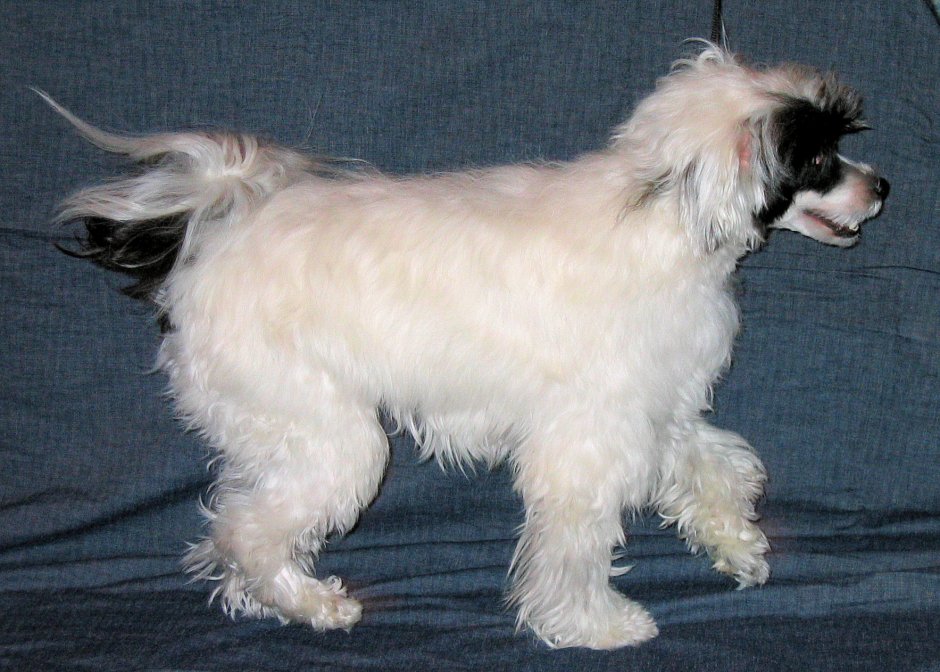 Chinese Crested Powder Puff