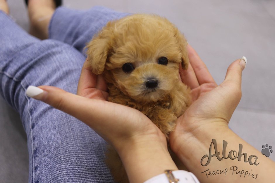 Teacup Teddy Poodle