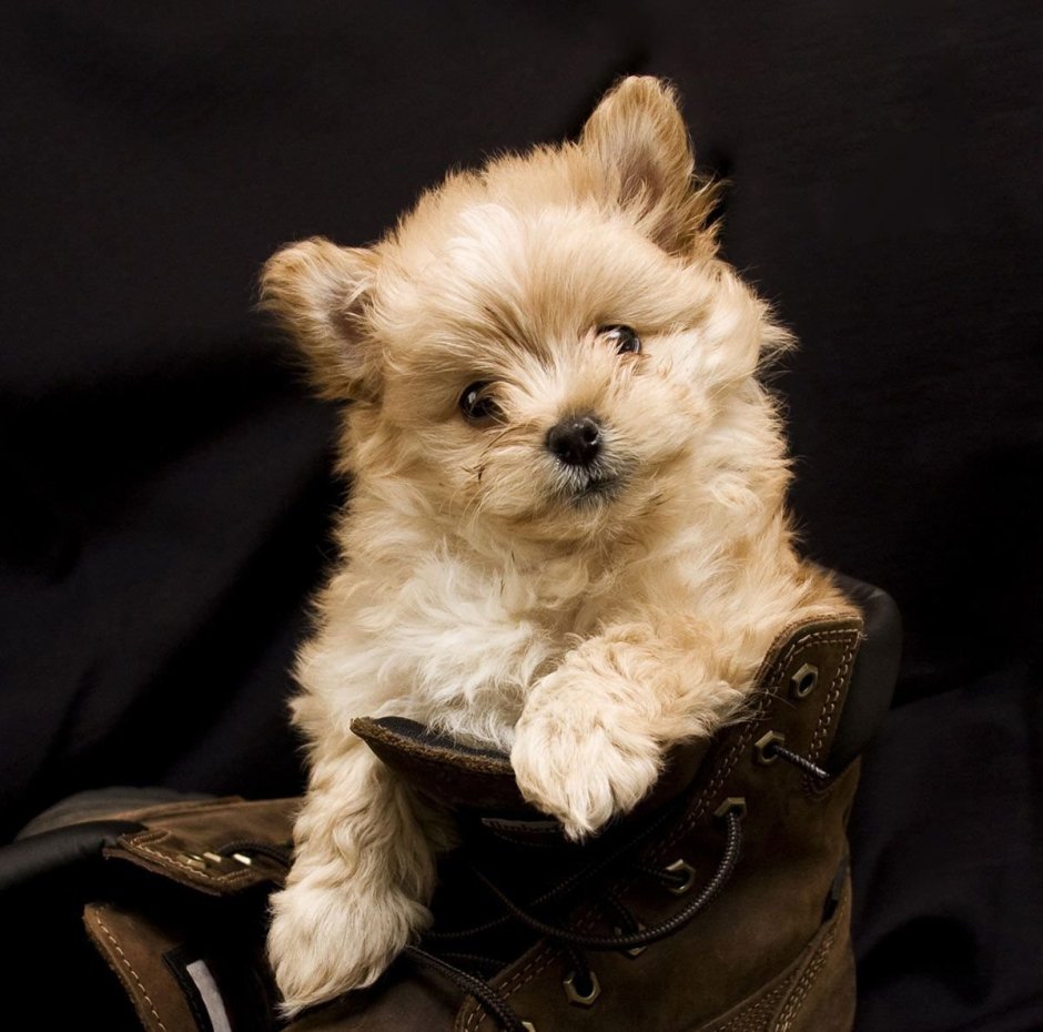 Pomapoo порода