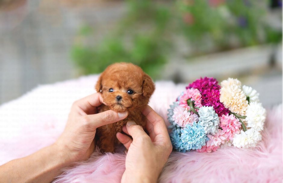 Rolly Teacup