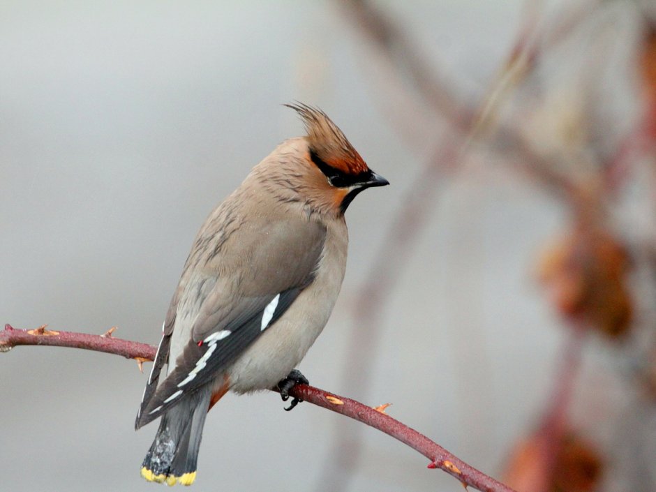Свиристель (Bombycilla garrulus)