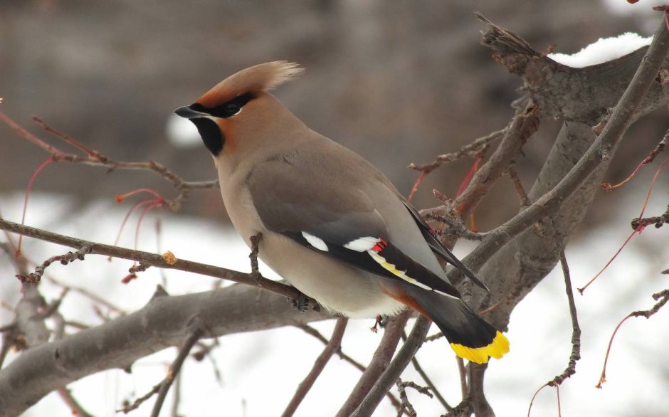 Bombycilla garrulus