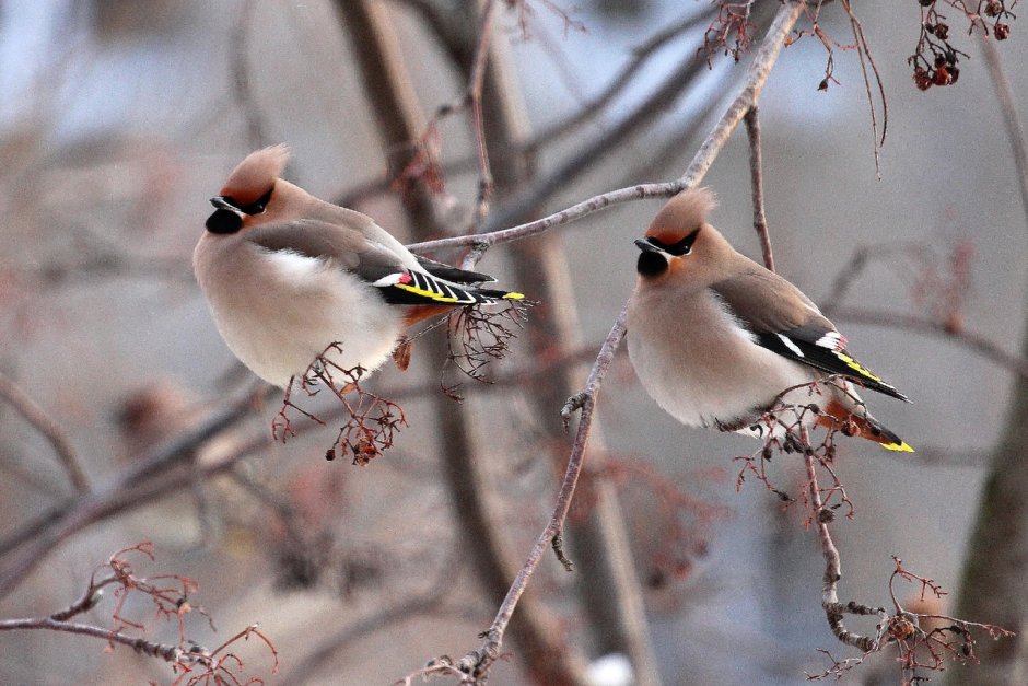 Свиристель обыкновенный (Bombycilla garrulus)