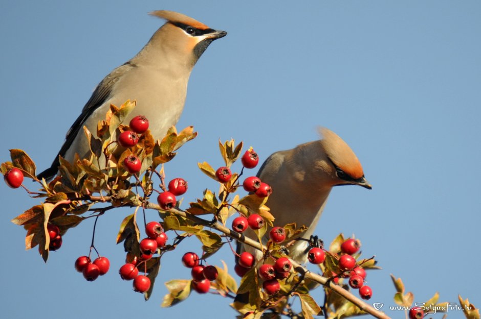 Свиристель обыкновенный (Bombycilla garrulus)