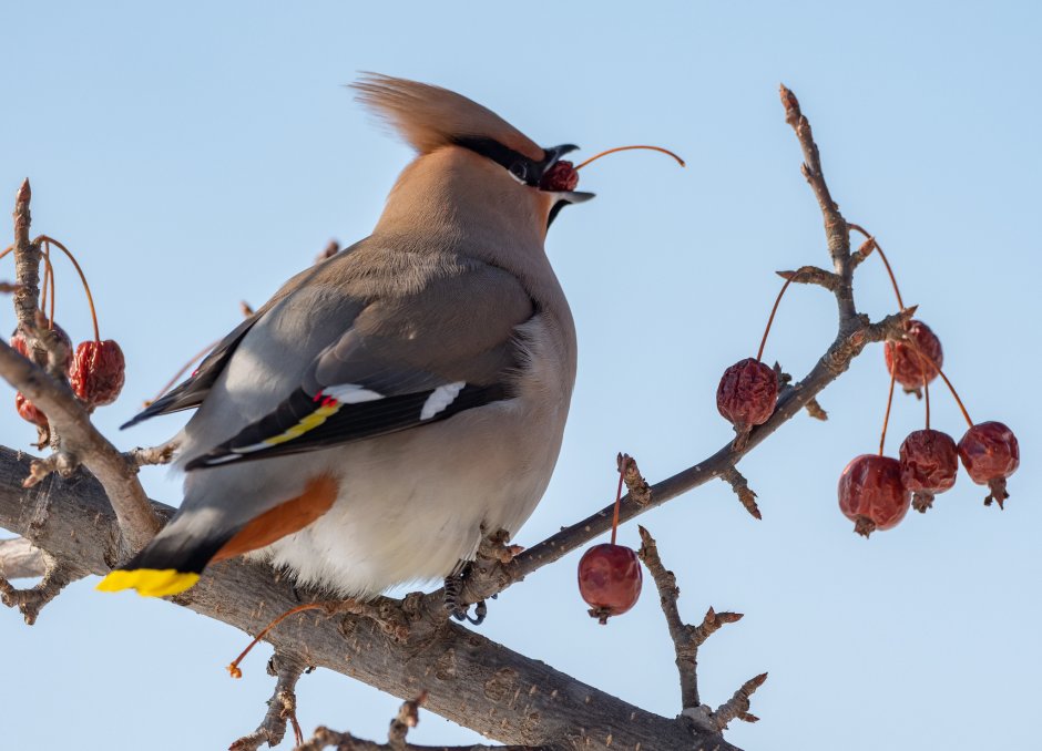 Свиристель (Ampelis garrulus)