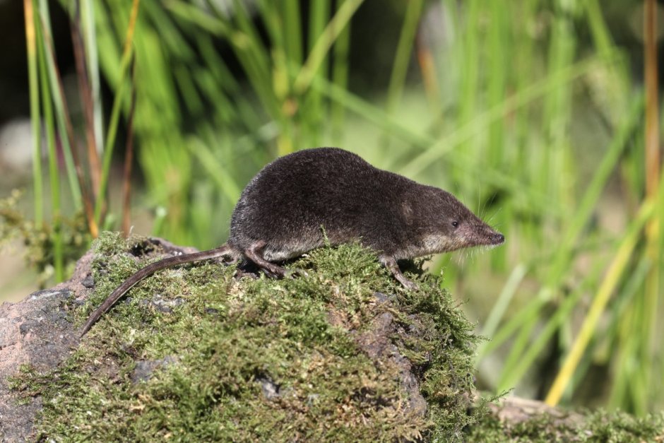 Neomys fodiens