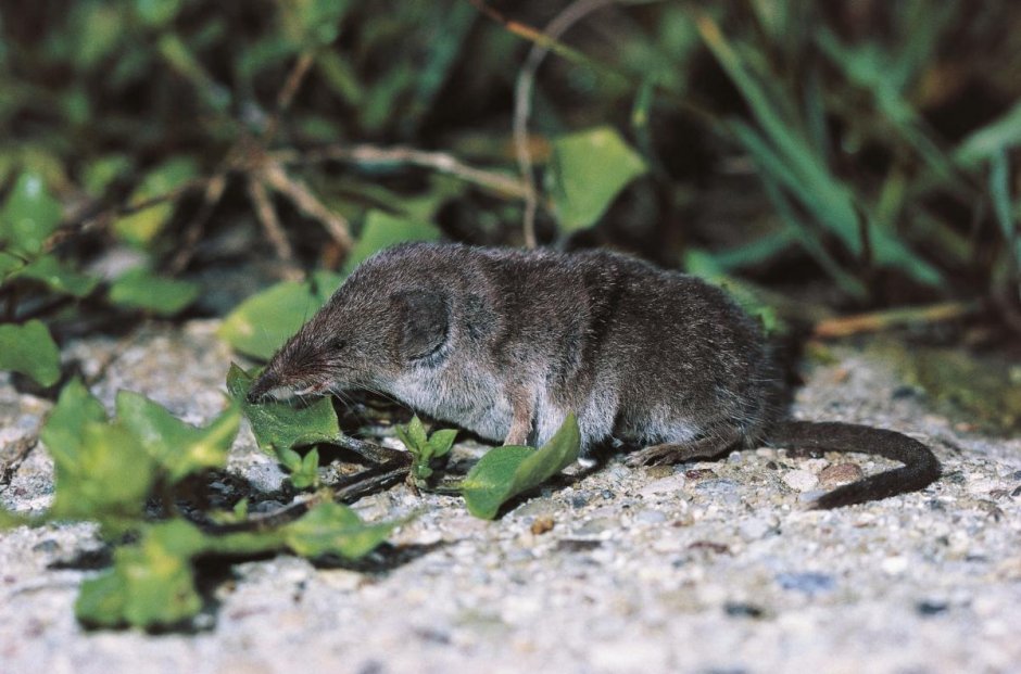 Pachyra Crocidura