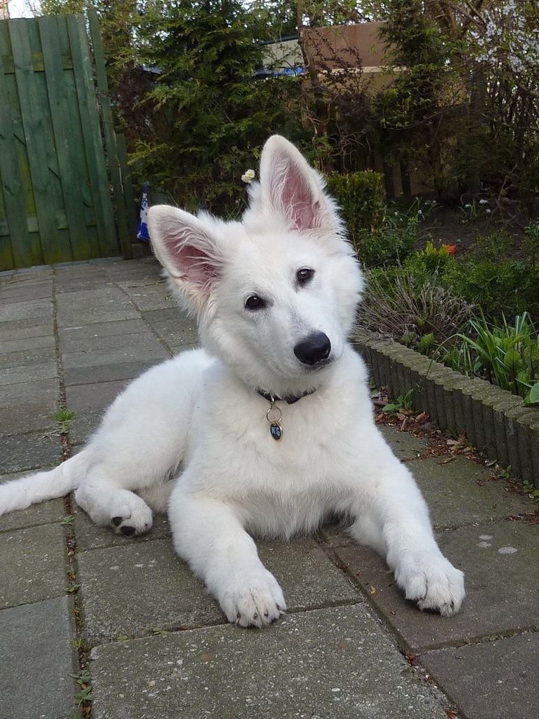 Малинуа собака фото цена в питомнике взрослой собаки