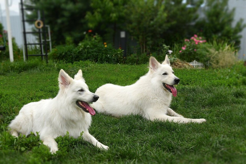 Бельгийская швейцарская белая овчарка