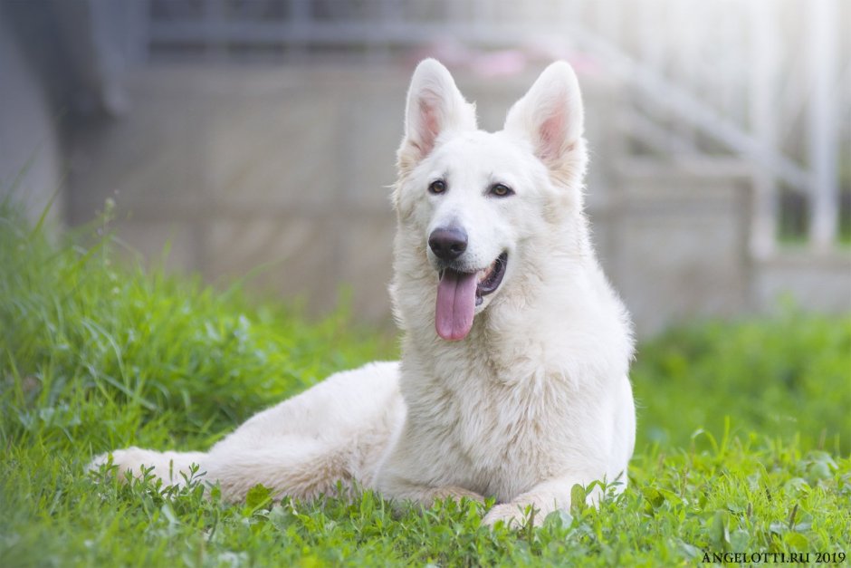 Белая швейцарская овчарка короткошерстная