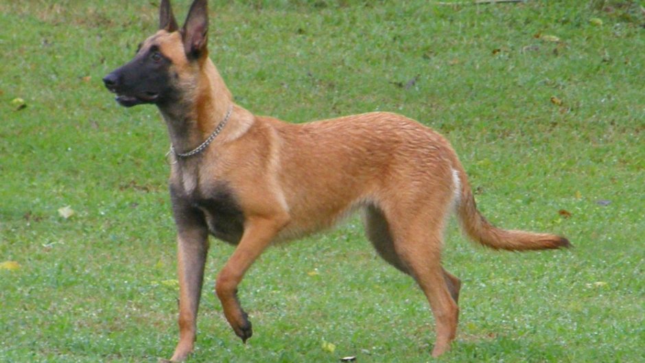 Бельгийская овчарка белая короткошерстная