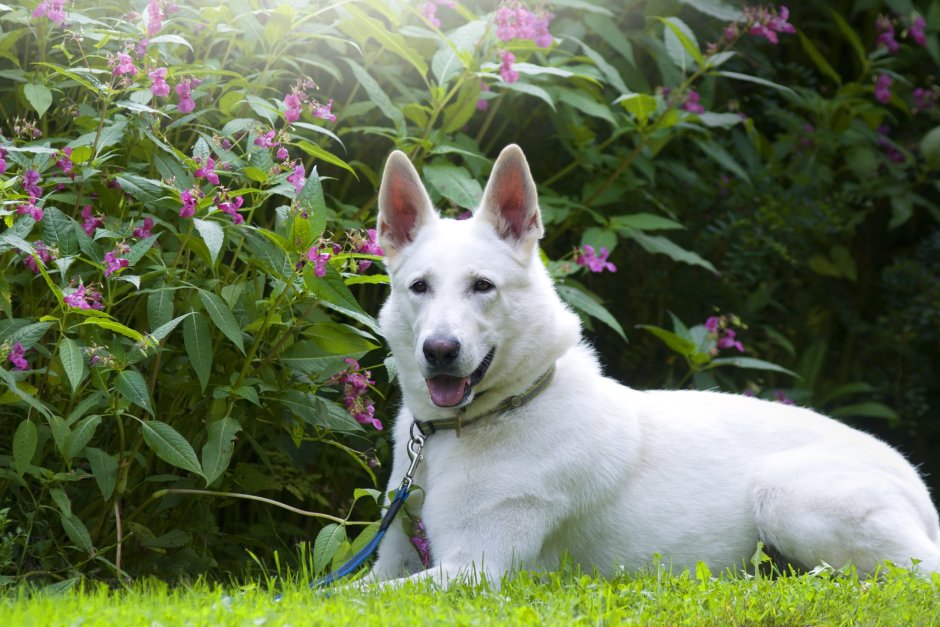 Голубой малинуа