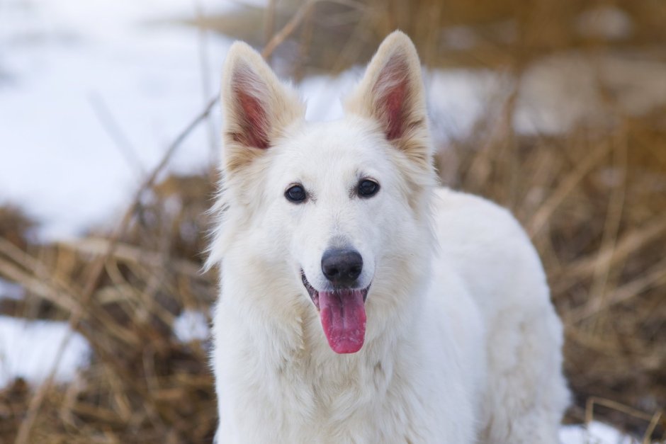 Бельгийская овчарка белая