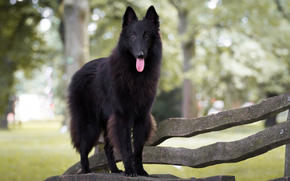 Черная Бельгийская овчарка грюнендаль