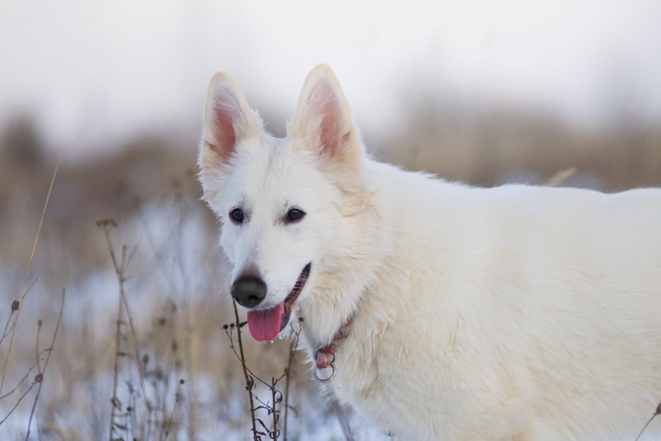 Белая швейцарская овчарка длинношерстная
