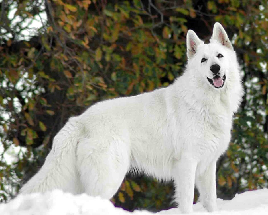 Малинуа грюнендаль лакенуа
