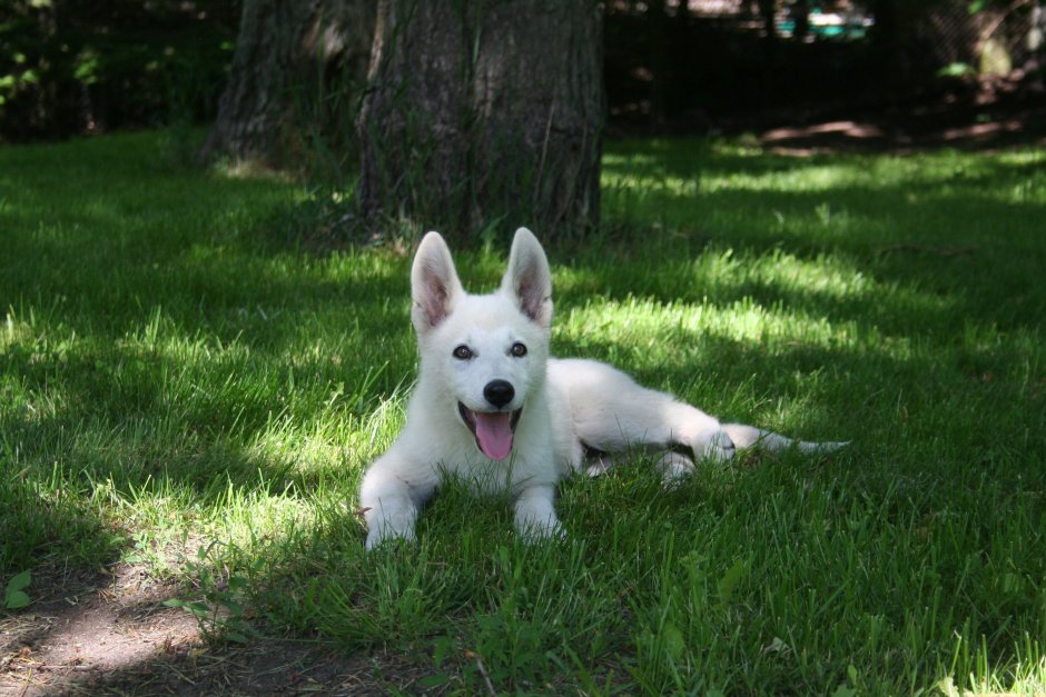 Австрийская белая овчарка