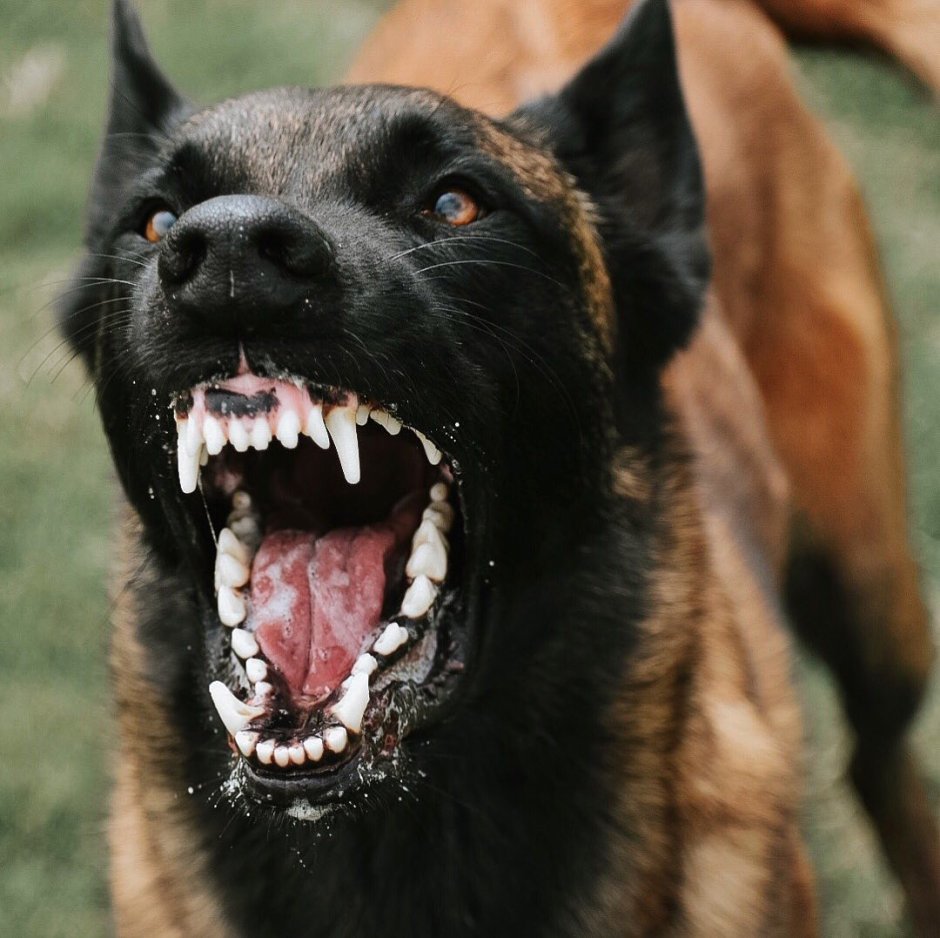 Рыжая овчарка малинуа