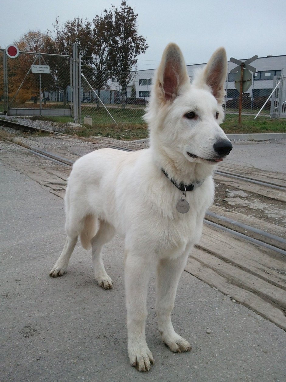 Белая Норвежская овчарка