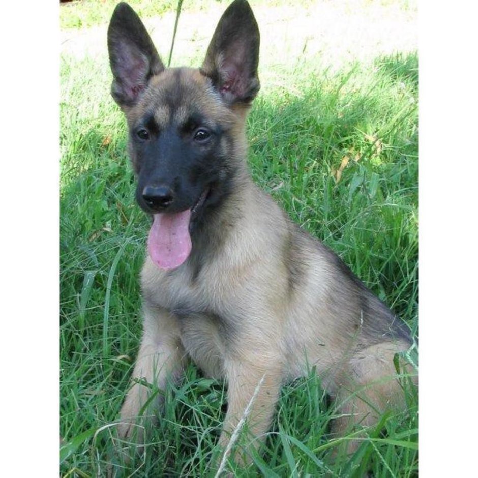 Белая швейцарская овчарка длинношерстная