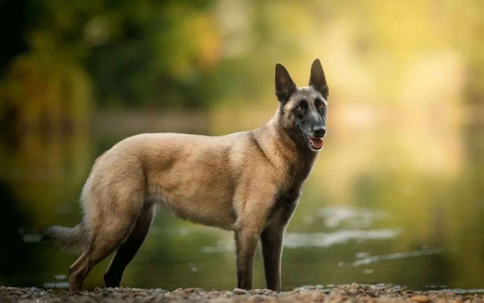 Бельгийская овчарка малинуа