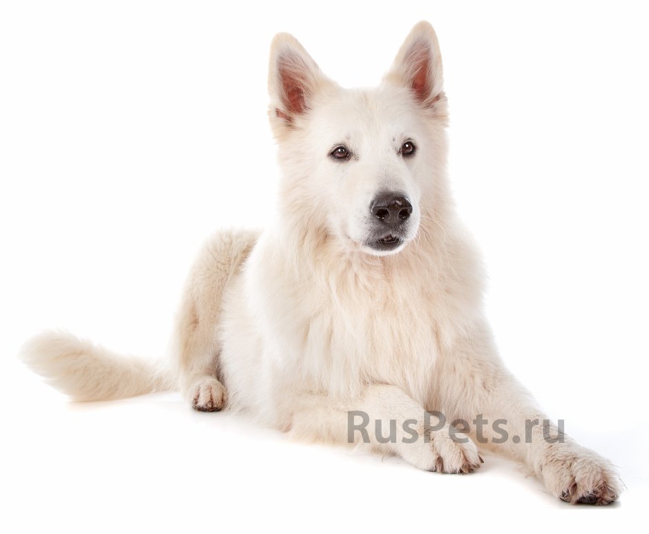 Белая швейцарская овчарка