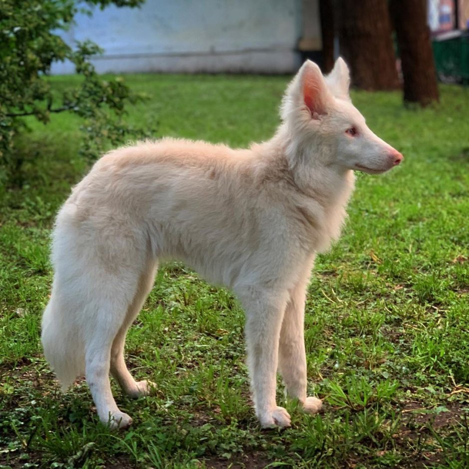 Бельгийская овчарка малинуа белая