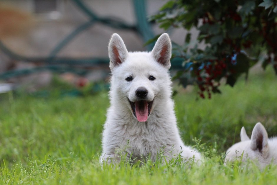 Бельгийская швейцарская белая овчарка