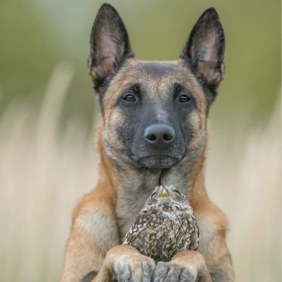 Серый тервюрен