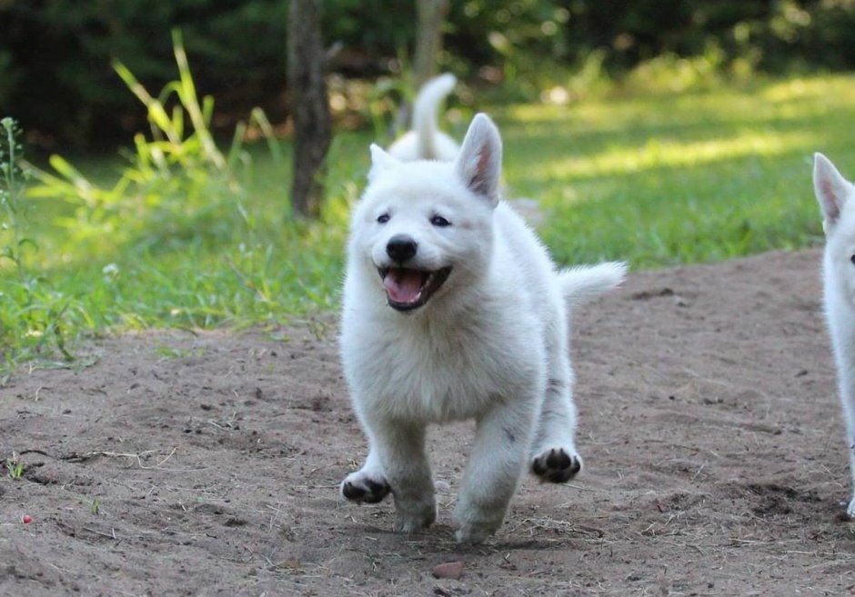 Белая швейцарская овчарка альбинос