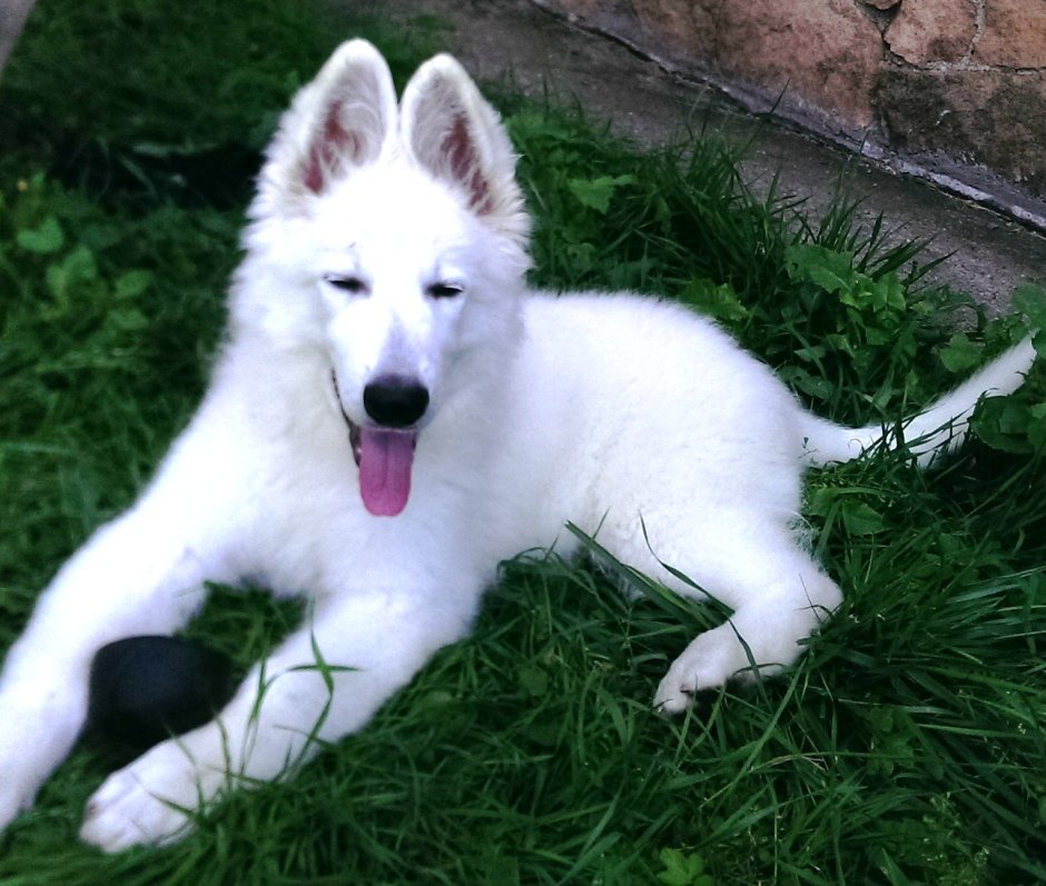 Бельгийская овчарка белая короткошерстная