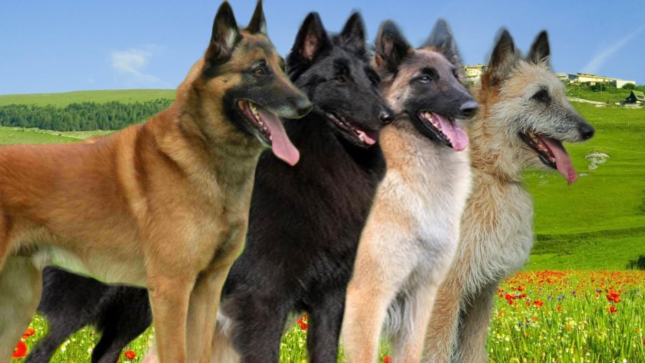 Бельгийская овчарка альбинос