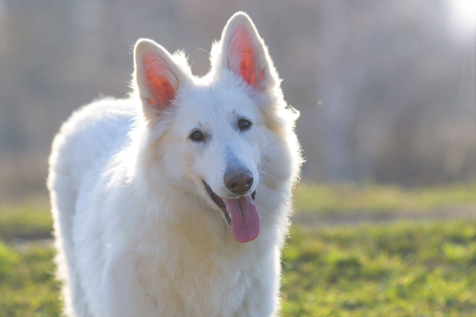 Бельгийская пастушья овчарка малинуа