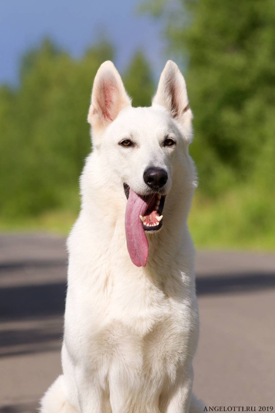 Белая швейцарская овчарка