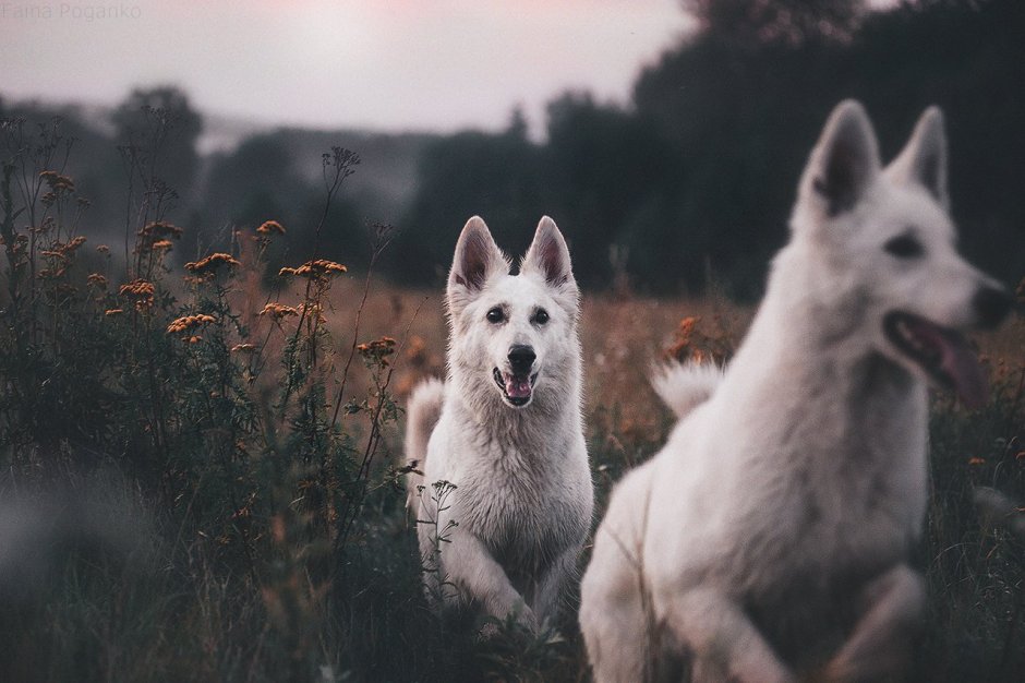 Белая швейцарская овчарка вольт