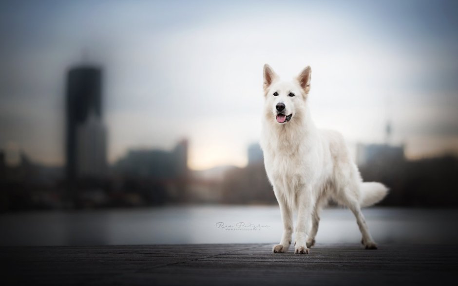 Бельгийская овчарка грюнендаль