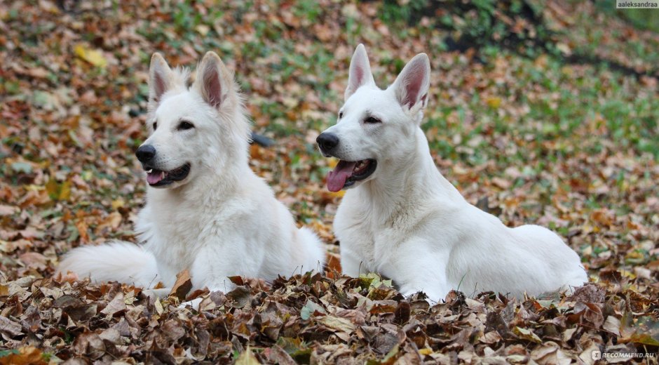 Белая швейцарская овчарка альбинос