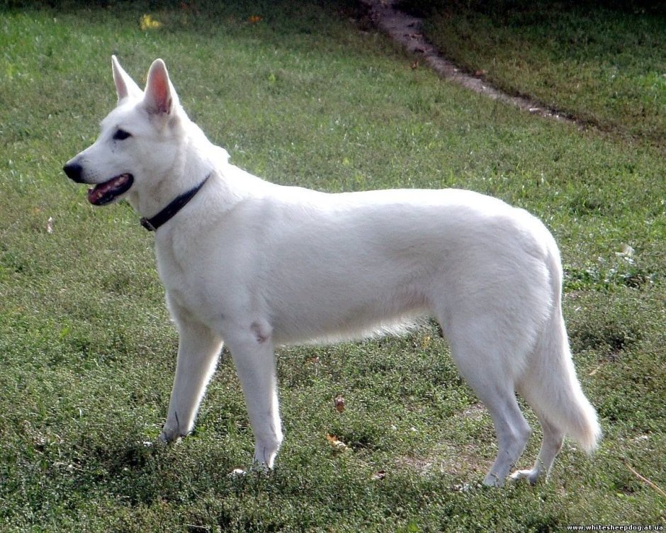 Швейцарская овчарка короткошерстная