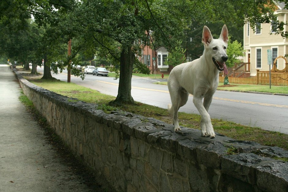 Белая швейцарская овчарка