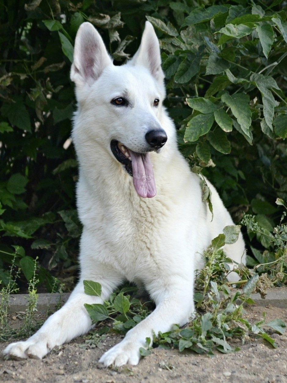 Бенгальская овчарка малинуа