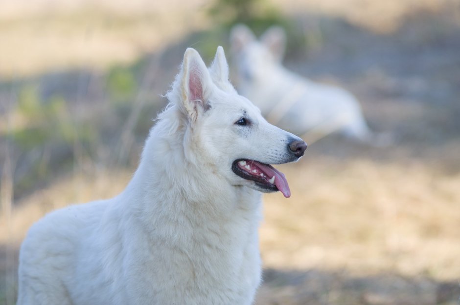 Бельгийская овчарка белая