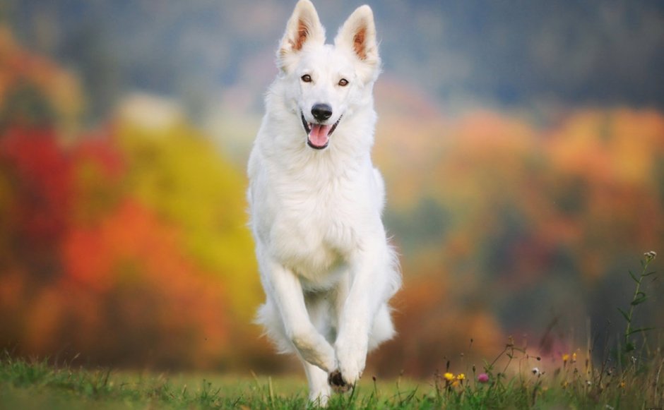 Белая швейцарская овчарка бежит